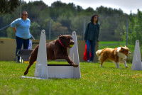 Deux chiens et leurs maîtres dans une compétition de flyball