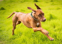 Un chien courant dans l'herbe