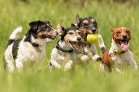 Quatre chiens jouant ensemble à la balle