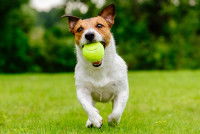 Un chien jouant à la balle