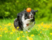 Un Border Collie courant après une balle