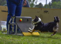Un chien récupérant la balle à la flybox