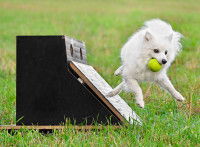 Un chien sautant d'une flybox en tenant une balle entre ses dents