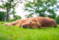 Un chien allongé dans l'herbe