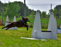 Un chien s'élançant au-dessus d'une haie de flyball