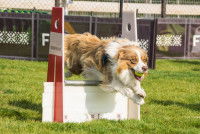 Un chien sautant par-dessus une haie de flyball