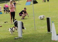 Un tournoi de flyball