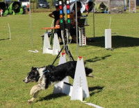 La ligne de départ d'un parcours de flyball