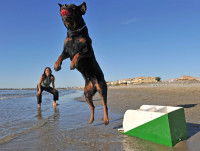 Un chien et sa maîtresse jouant au flyball sur la plage