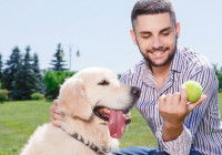 Un chien regardant une balle de tennis dans la main de son maître