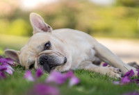 Un Bouledogue Français allongé dans l'herbe
