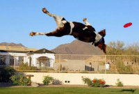 Votre chien et le frisbee