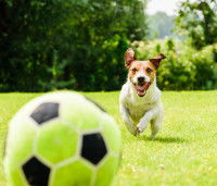 Les bienfaits du jeu pour le chien