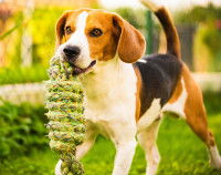 Des jeux pour tous les goûts