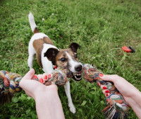 Les jeux à éviter avec son chien