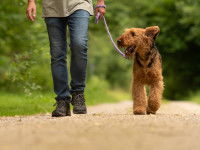 Adapter les jeux aux besoins et envies du chien