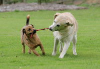 Utiliser le jeu pour socialiser son chien