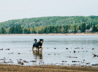 Un chien marchant dans l'eau sur la rive d'un lac québécois
