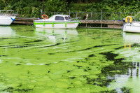 Des bateaux de plaisance ancrés dans une eau pleine d'algues vertes