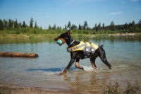 Un Dobermann portant un gilet de sauvetage et une balle dans la gueule, en train de sortir d'un lac