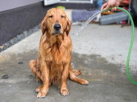 Un Golden Retriever se faisant rincer à l'eau claire avec un tuyau d'arrosage