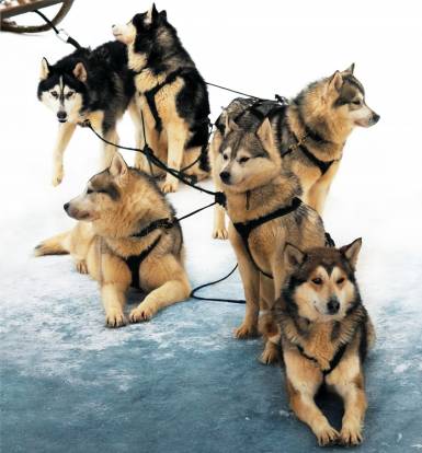 Harnais pour chiens de traîneau. Sport canin : Attelage canin, Ski