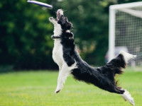 Le frisbee : agilité et souplesse