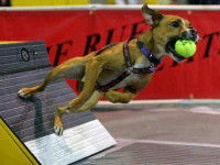 Le flyball : attraper la balle !