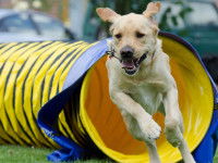 L'agility : obéissance et effort