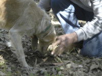Le cavage : chercher la truffe