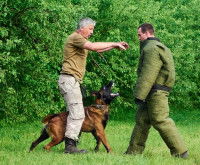 Le mordant, une discipline canine controversée