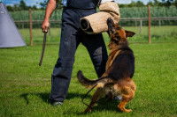 Chiens de berger autorisés au mordant