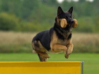 Les critères de participation à un concours d'obéissance canine