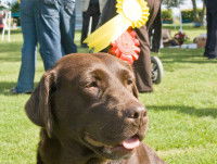 Le championnat de France d'obéissance canine