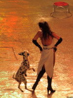 Débuter l'obérythmée avec son chien