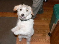 Définition de la CNEA