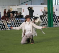 Quels sont les chiens pouvant pratiquer l'obérythmée ?