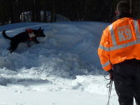 Comment le chien réussit-il à pister avec succès ?