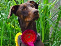 Qu'est-ce qu'un concours de pistage canin ?