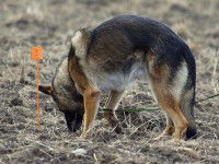 L'éducation au pistage : apprendre au chien à suivre une piste