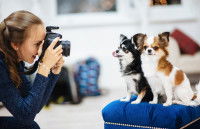 Faire photographier son chien par un photographe animalier