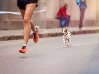 La préparation physique du chien d'exposition