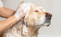 Donner un bain à son chien