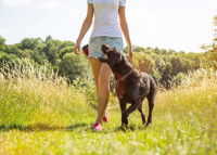 Une femme et son chien font une promenade dans un champ en été