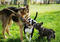 Un Berger Allemand, un Amstaff et un Bouledogue Français jouent ensemble avec une branche
