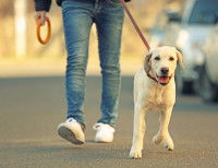 Un homme promenant son Labrador en ville