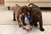 Deux adorables chiots couleur chocolat jouent avec un jouet pour chien