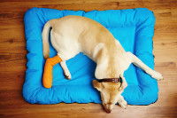 Un Labrador avec une patte dans le plâtre allongé sur un tapis bleu