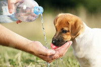 Un maître donne à boire à son chiot avec une bouteille
