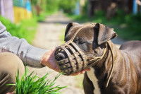 Un grand chien noir équipé d'une muselière avec son maître